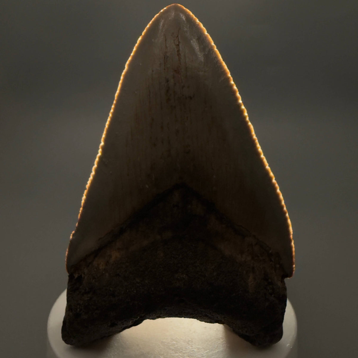 Front View Colorful 3.42" Fossil Megalodon Tooth from North Carolina - megalodonteeth.com CM6800 - 1