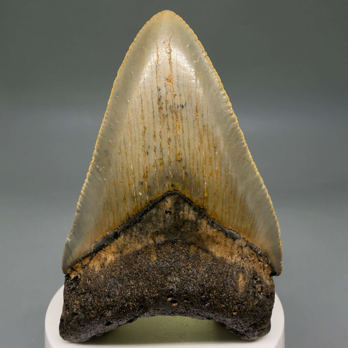 Front View Colorful 3.42" Fossil Megalodon Tooth from North Carolina - megalodonteeth.com CM6800 - 2