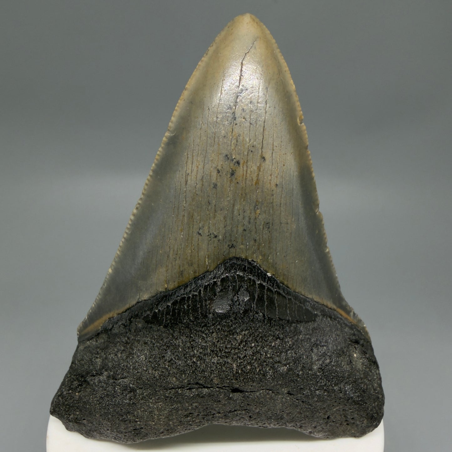 Front View Colorful 3.43" Fossil Megalodon Tooth from North Carolina - megalodonteeth.com CM6302