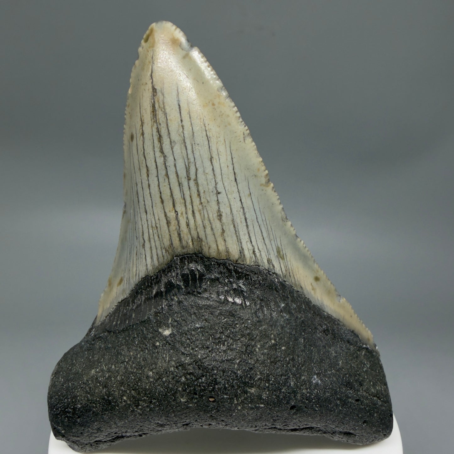Front View Colorful 3.44" Fossil Megalodon Tooth from North Carolina - megalodonteeth.com CM6354