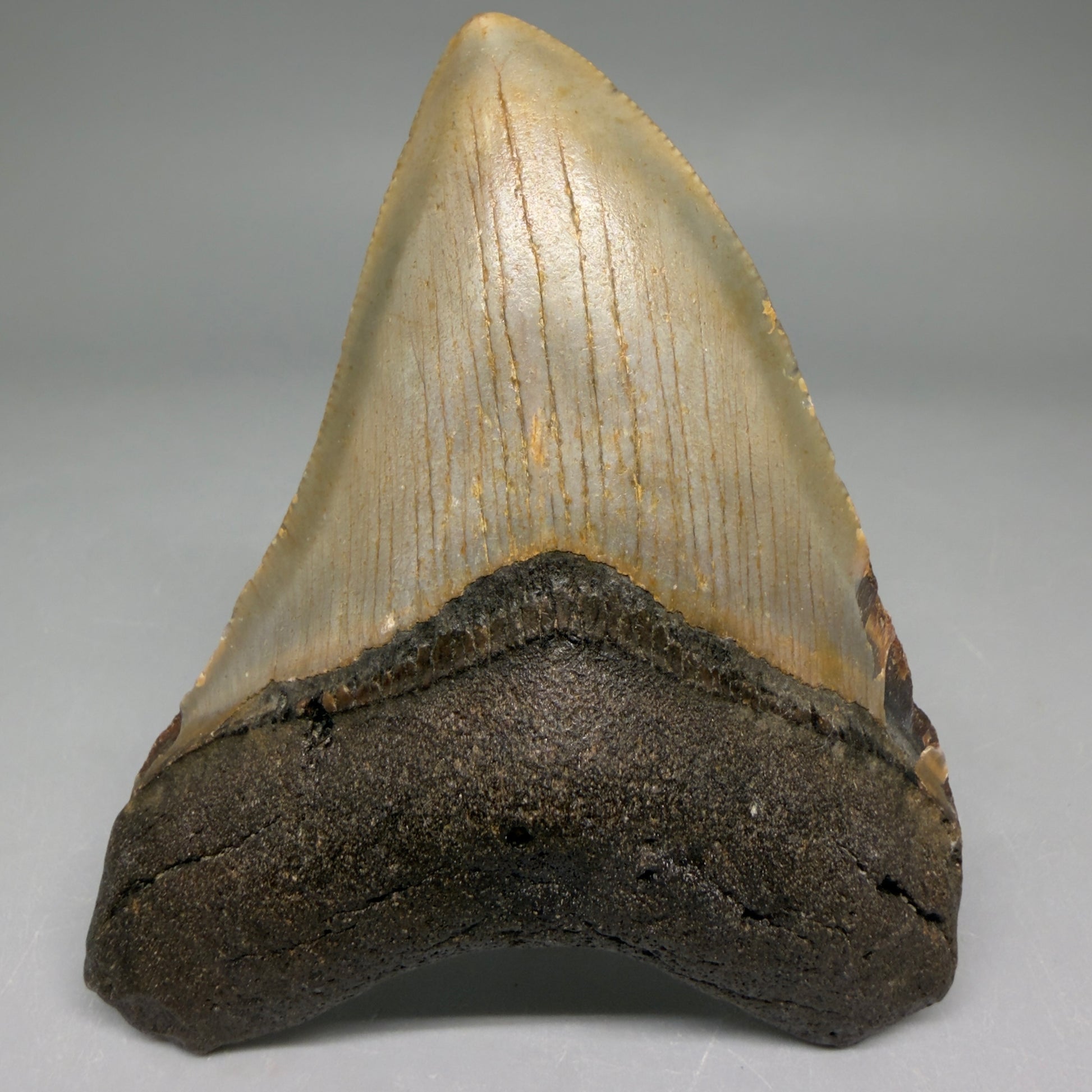 Front View Colorful 3.45" Fossil Megalodon Tooth from North Carolina - megalodonteeth.com CM6508