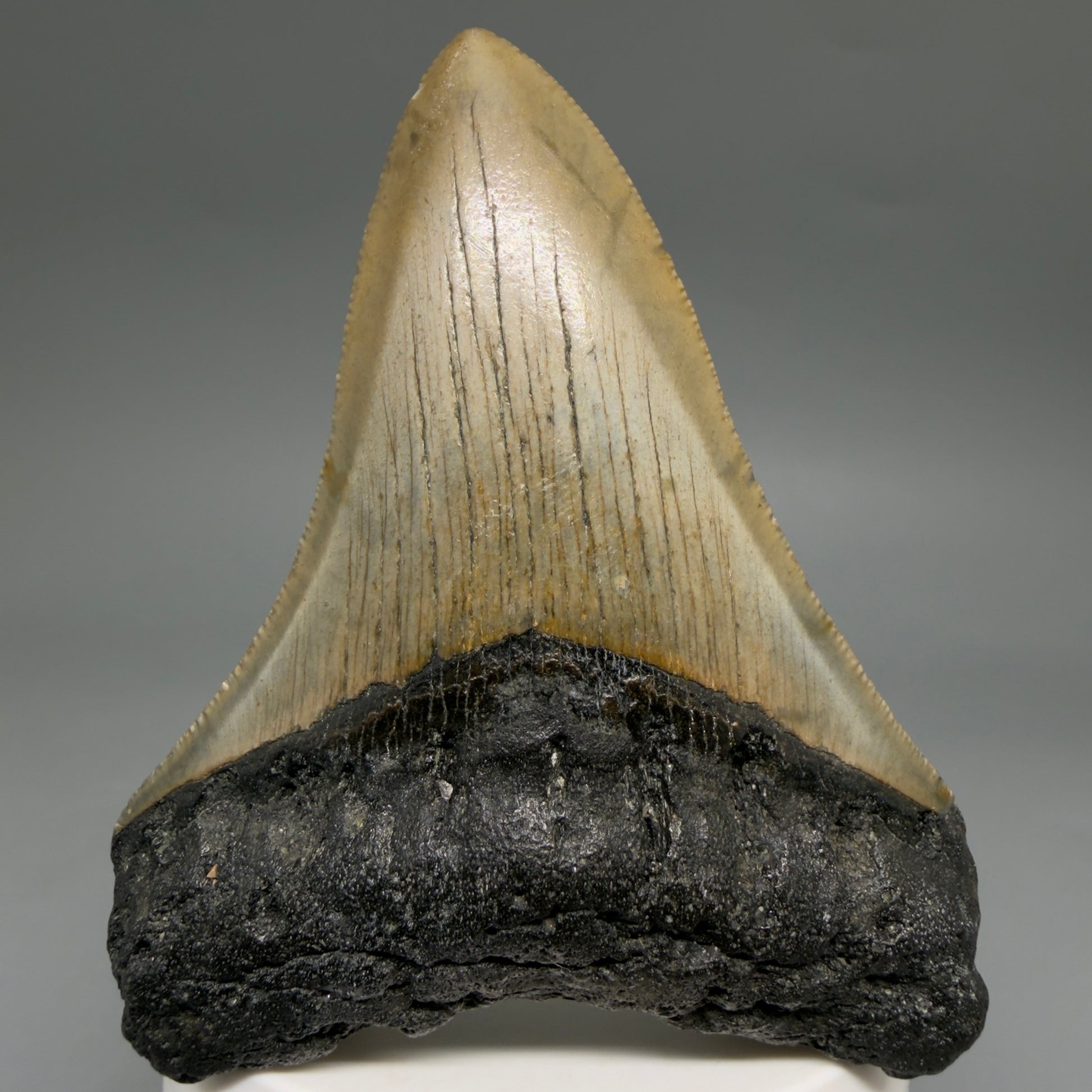 Front View Colorful 3.48" Fossil Megalodon Tooth from North Carolina - megalodonteeth.com CM6578