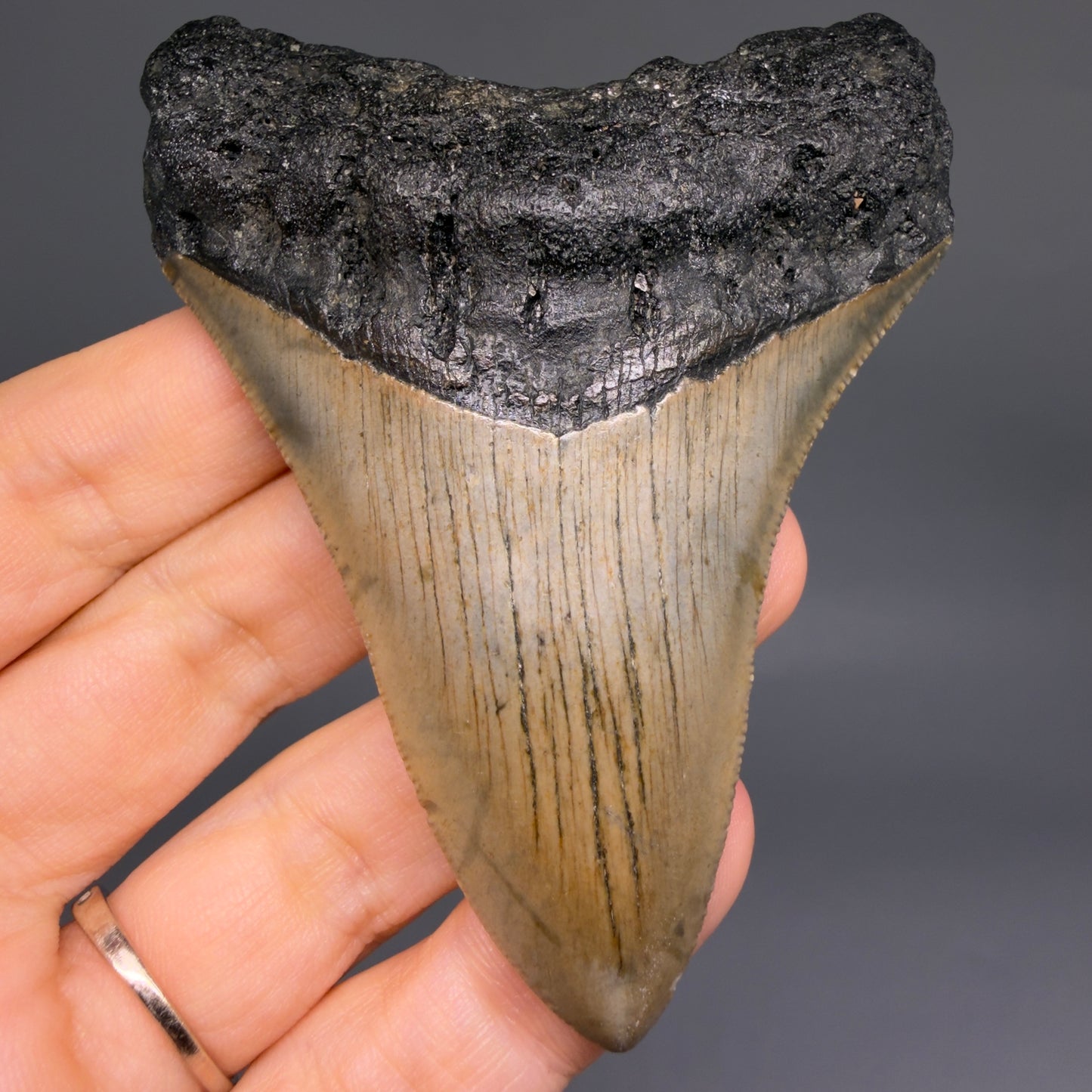 Front View Colorful 3.48" Fossil Megalodon Tooth from North Carolina - megalodonteeth.com CM6578 - 1