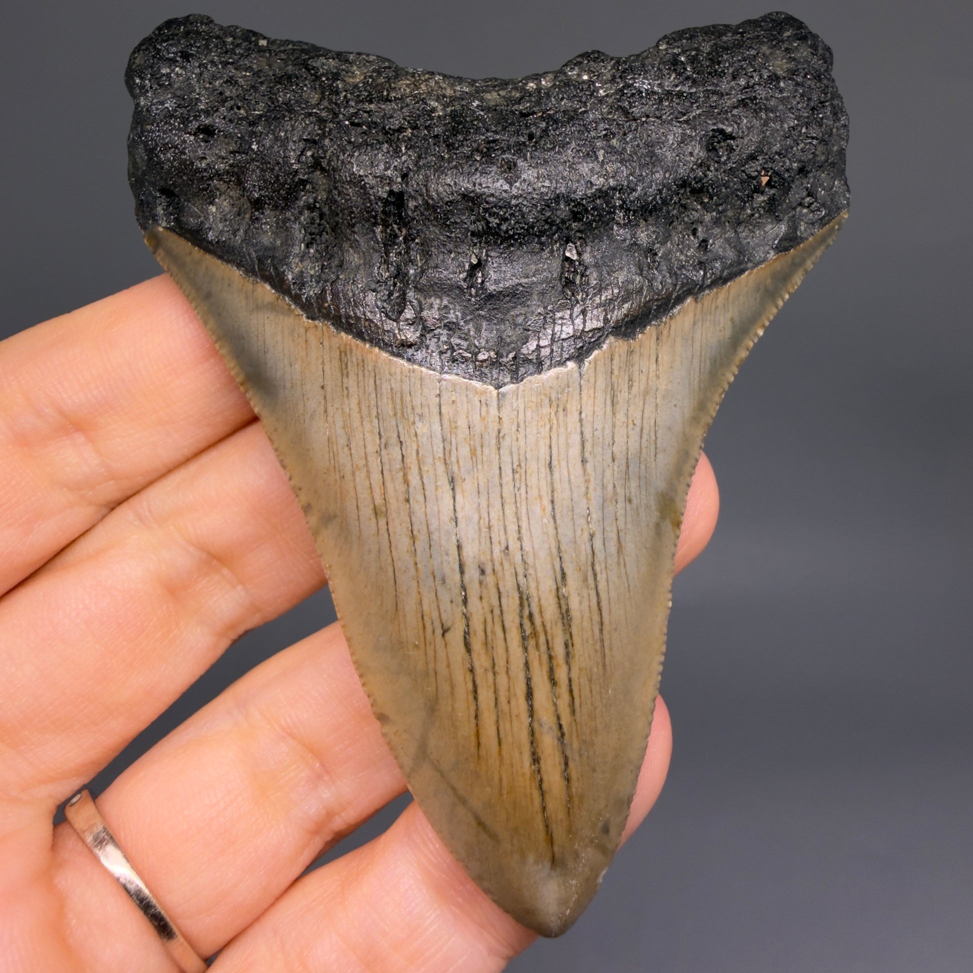 Front View Colorful 3.48" Fossil Megalodon Tooth from North Carolina - megalodonteeth.com CM6578 - 1