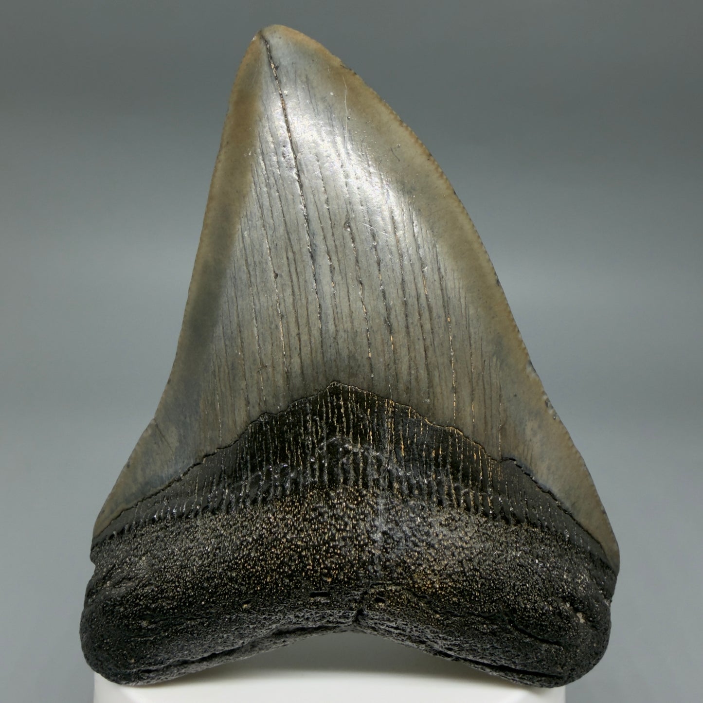 Front View Colorful 3.48" Megalodon Tooth – Fossil Megalodon Tooth from South Carolina CM6405