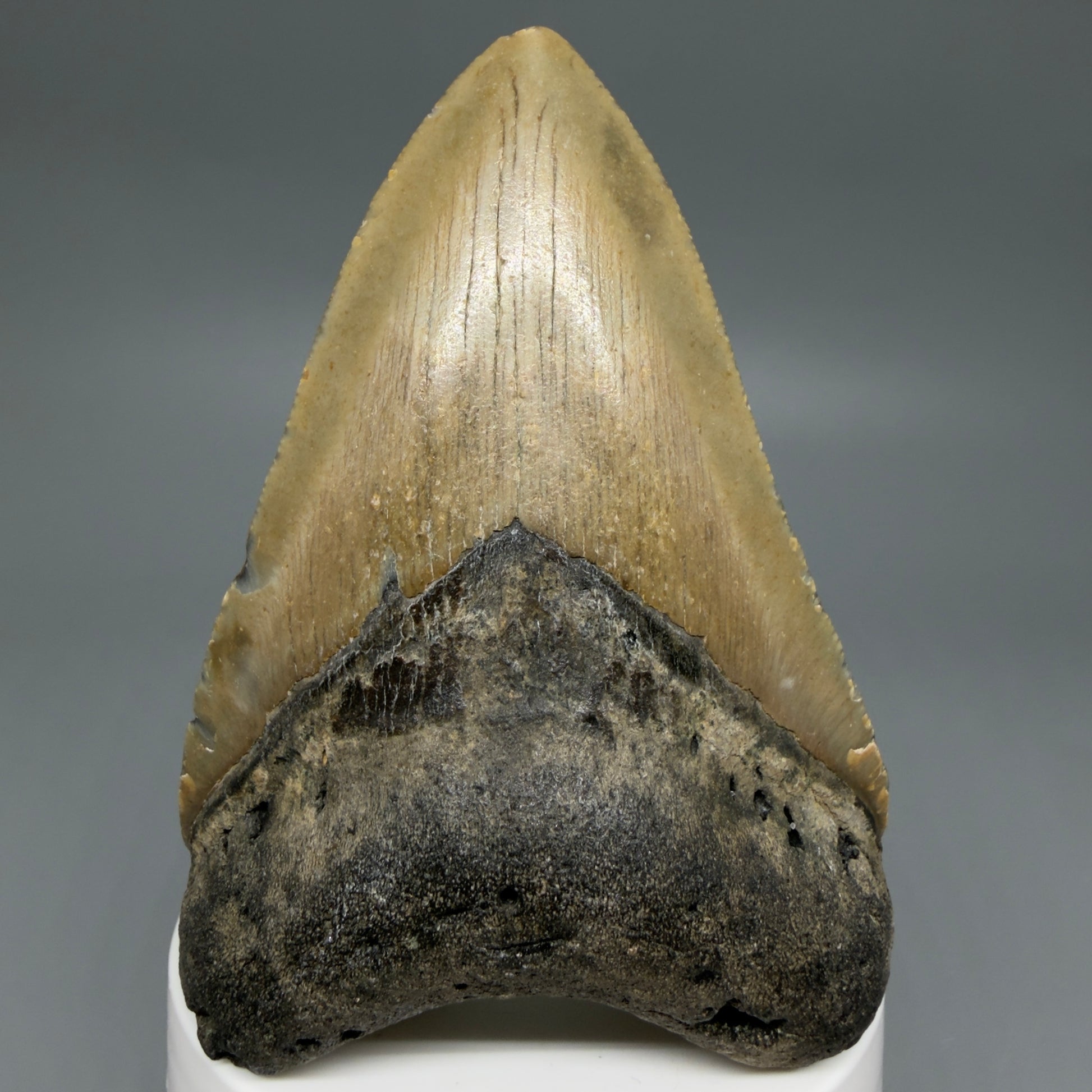 Front View Colorful 3.49" Fossil Megalodon Tooth from North Carolina - megalodonteeth.com CM6241