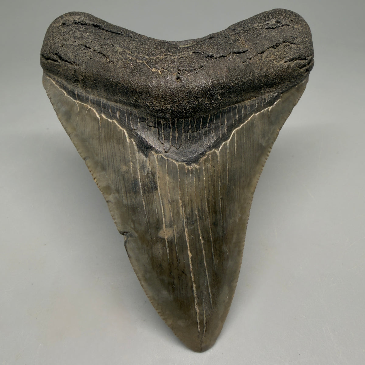 Front View Colorful 3.50" Fossil Megalodon Tooth from South Carolina megalodonteeth.com CM6564