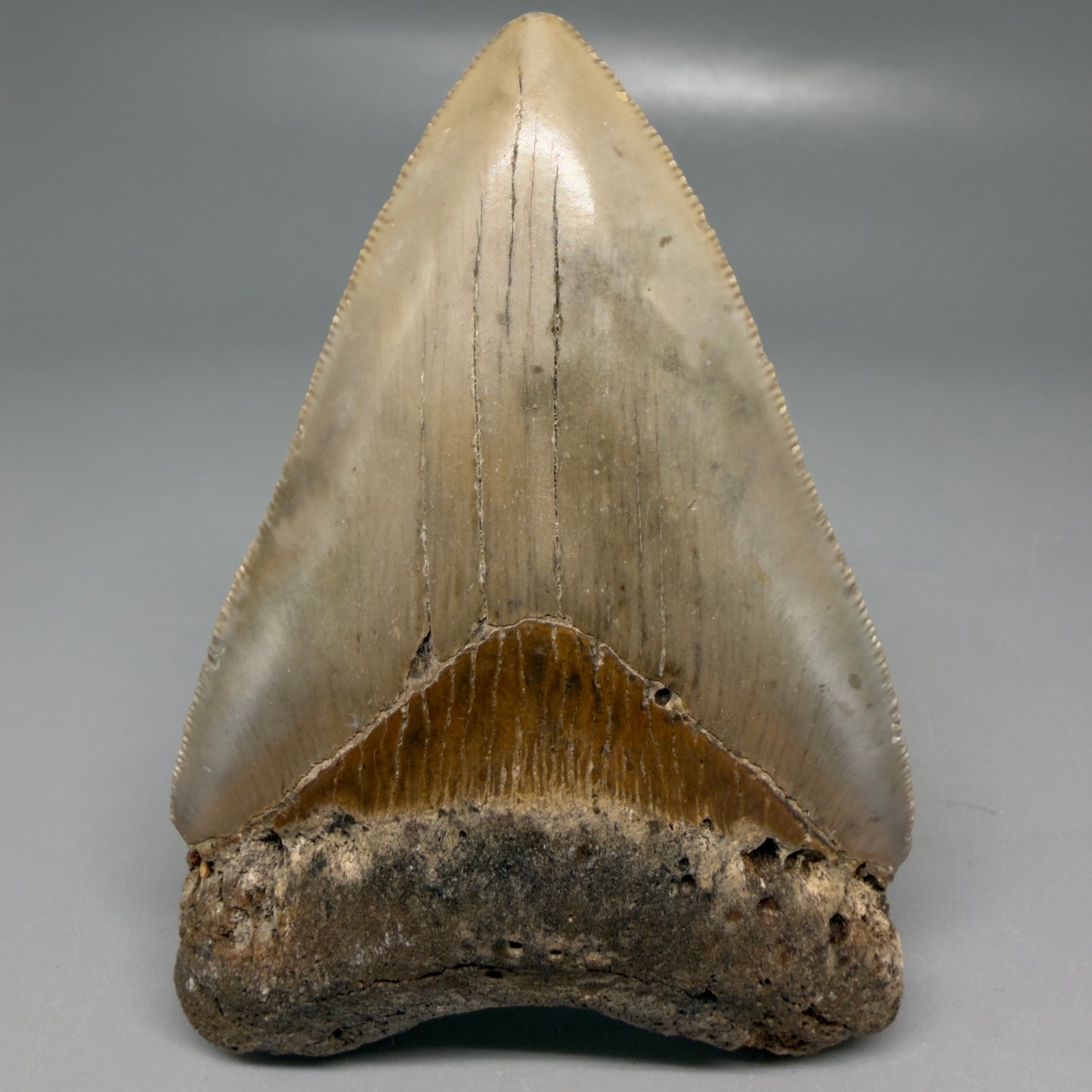 Front View Colorful 3.51" Fossil Megalodon Tooth from North Carolina - megalodonteeth.com CM6195