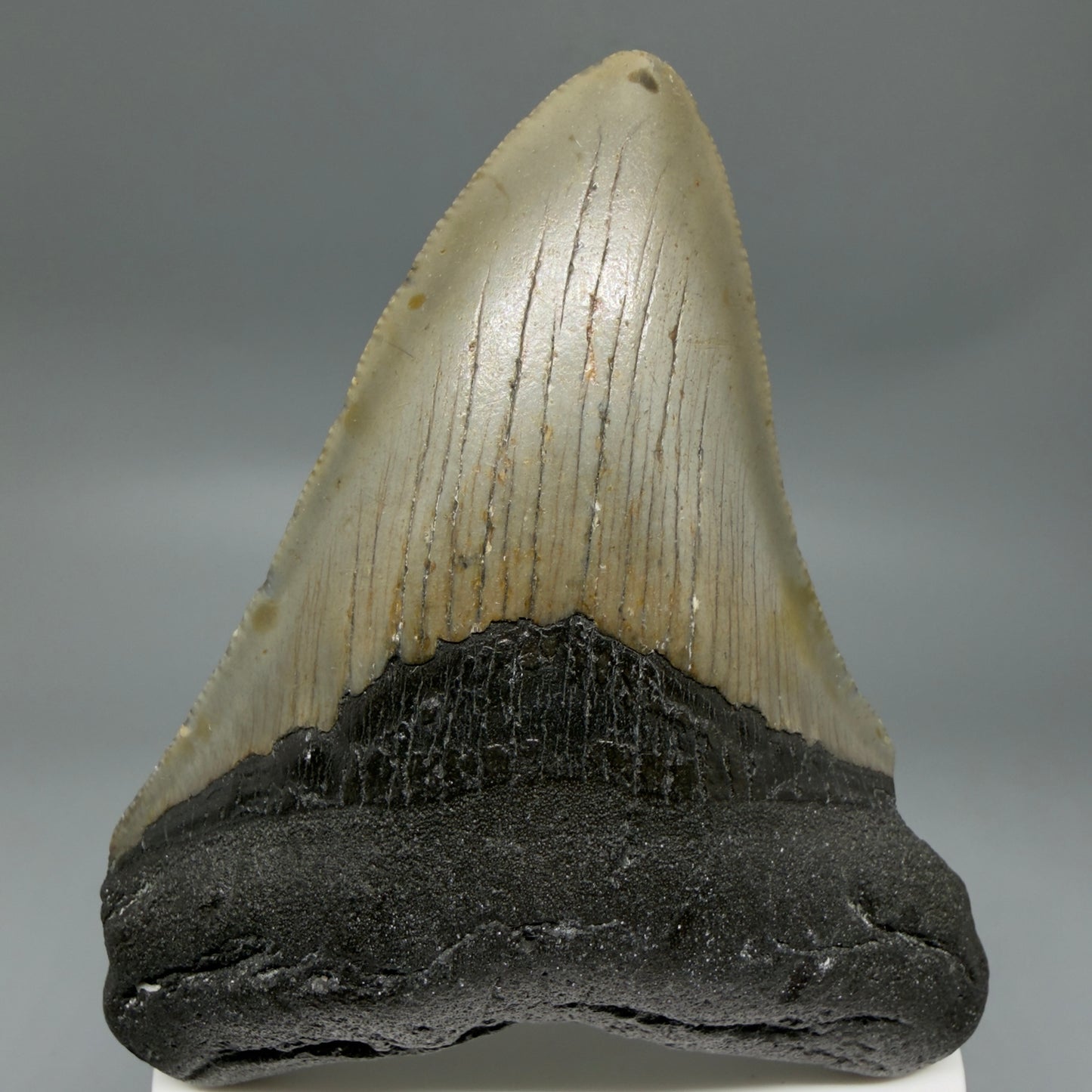 Front View Colorful 3.51" Fossil Megalodon Tooth from North Carolina - megalodonteeth.com CM6359