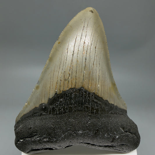 Front View Colorful 3.51" Fossil Megalodon Tooth from North Carolina - megalodonteeth.com CM6359