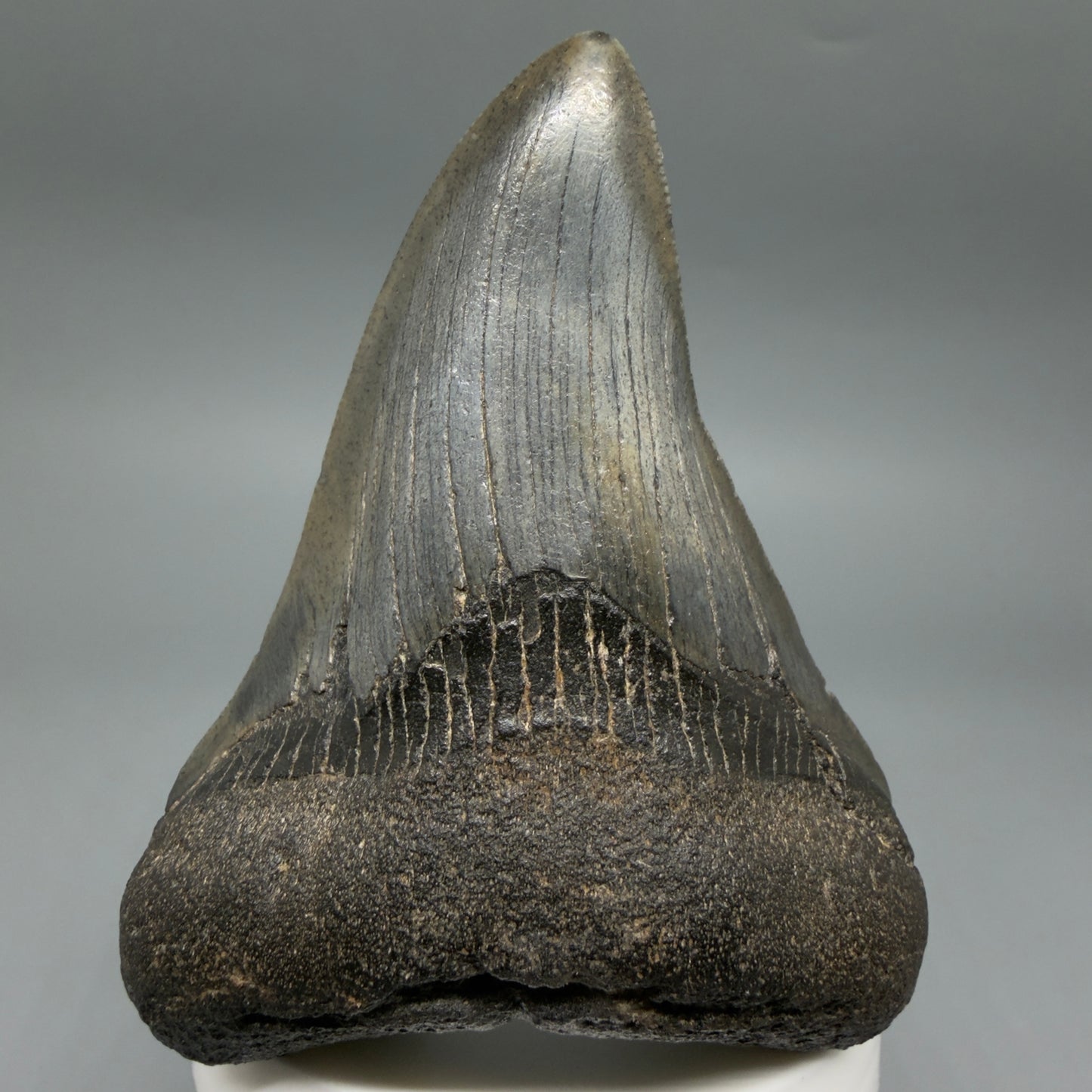 Front View Colorful 3.53" Fossil Megalodon Tooth from South Carolina CM6409