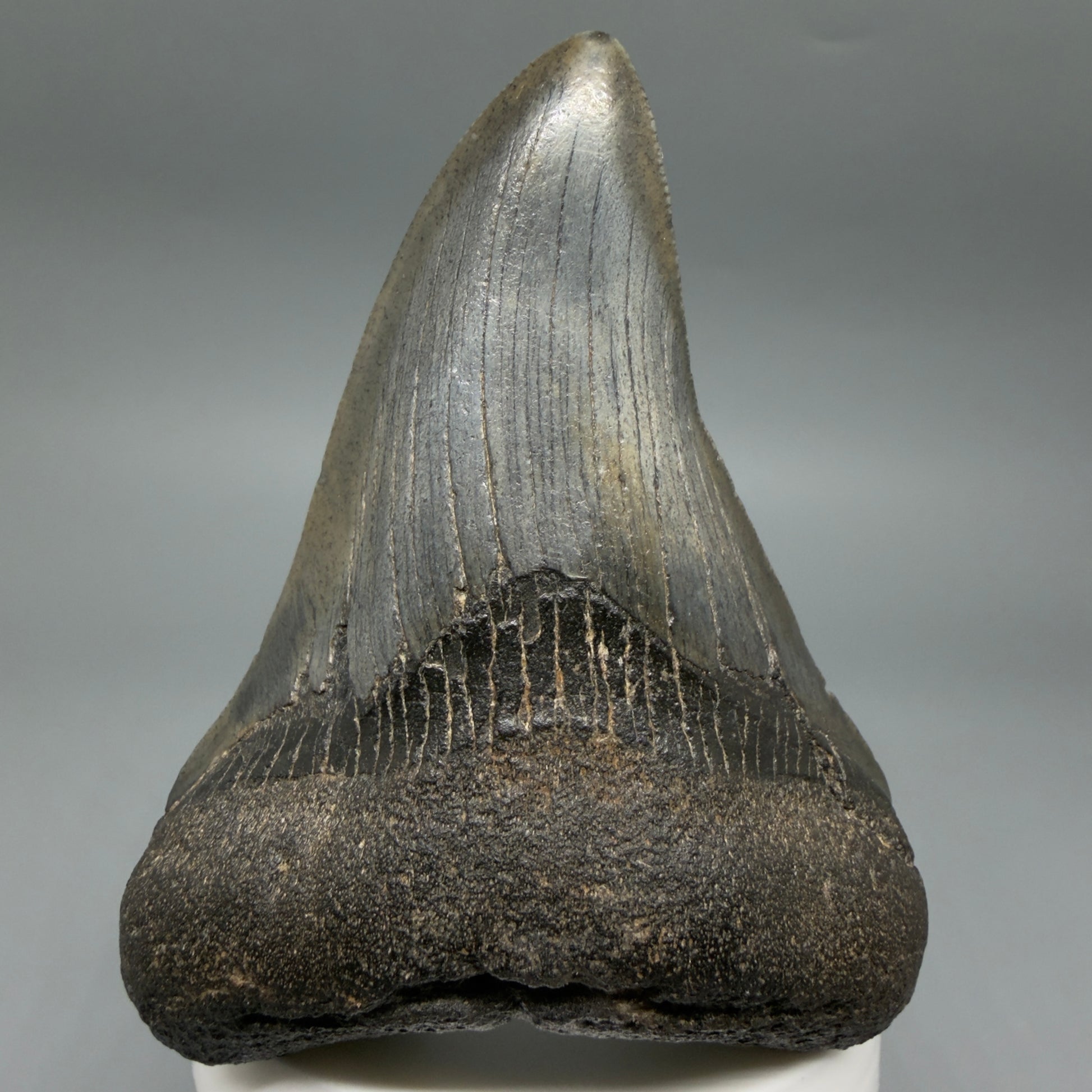 Front View Colorful 3.53" Fossil Megalodon Tooth from South Carolina CM6409