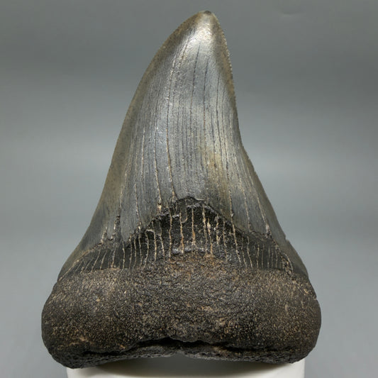 Front View Colorful 3.53" Fossil Megalodon Tooth from South Carolina CM6409