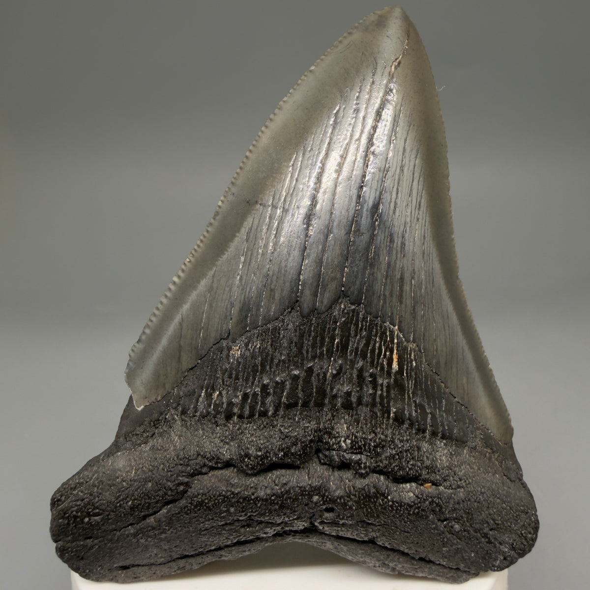 Front View Colorful 3.54" Fossil Megalodon Tooth from South Carolina megalodonteeth.com CM6562