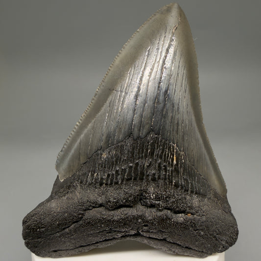 Front View Colorful 3.54" Fossil Megalodon Tooth from South Carolina megalodonteeth.com CM6562