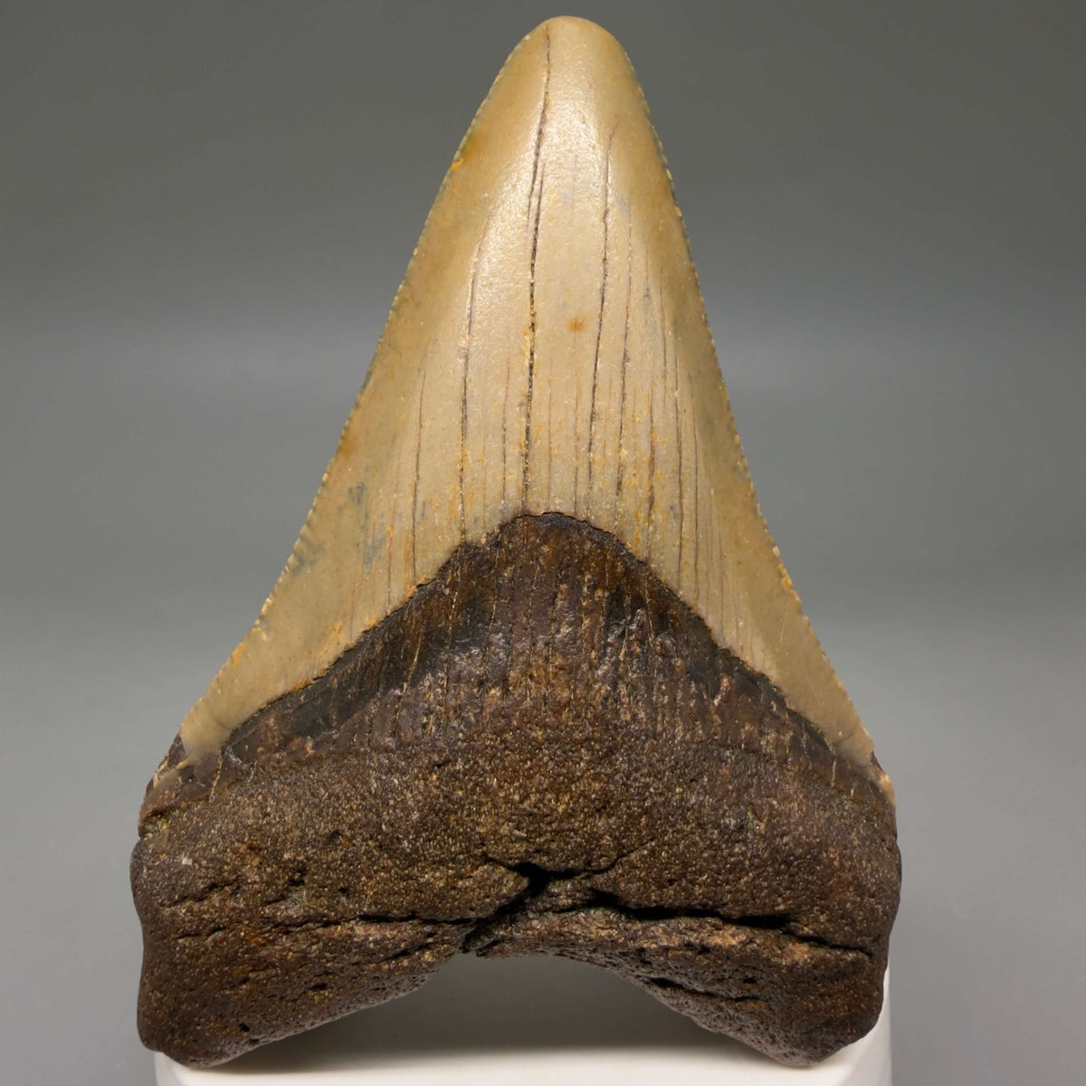 Front View Colorful 3.55" Fossil Megalodon Tooth from North Carolina - megalodonteeth.com CM8602