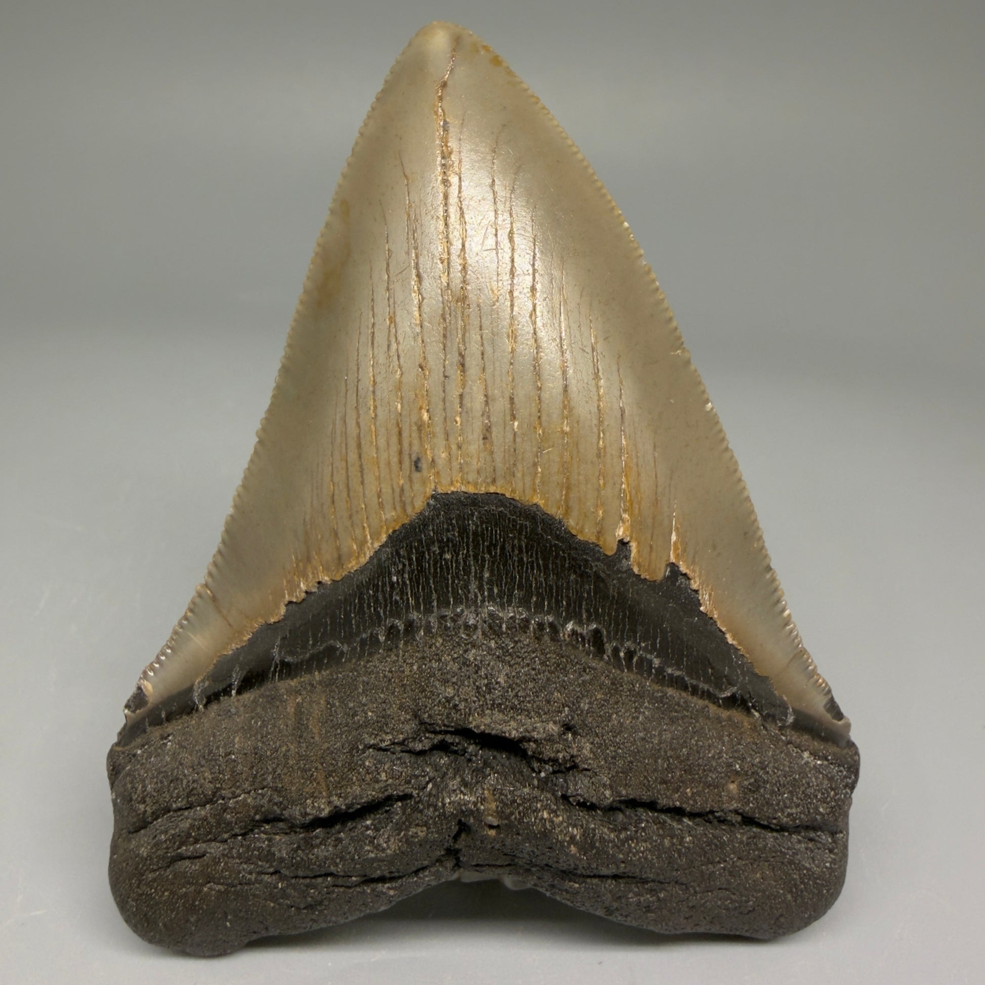 Front View Colorful 3.57" Fossil Megalodon Tooth from North Carolina - megalodonteeth.com CM5713