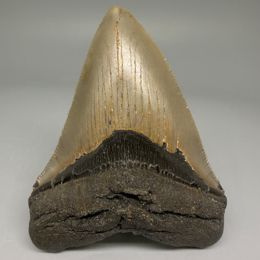 Front View Colorful 3.57" Fossil Megalodon Tooth from North Carolina - megalodonteeth.com CM5713