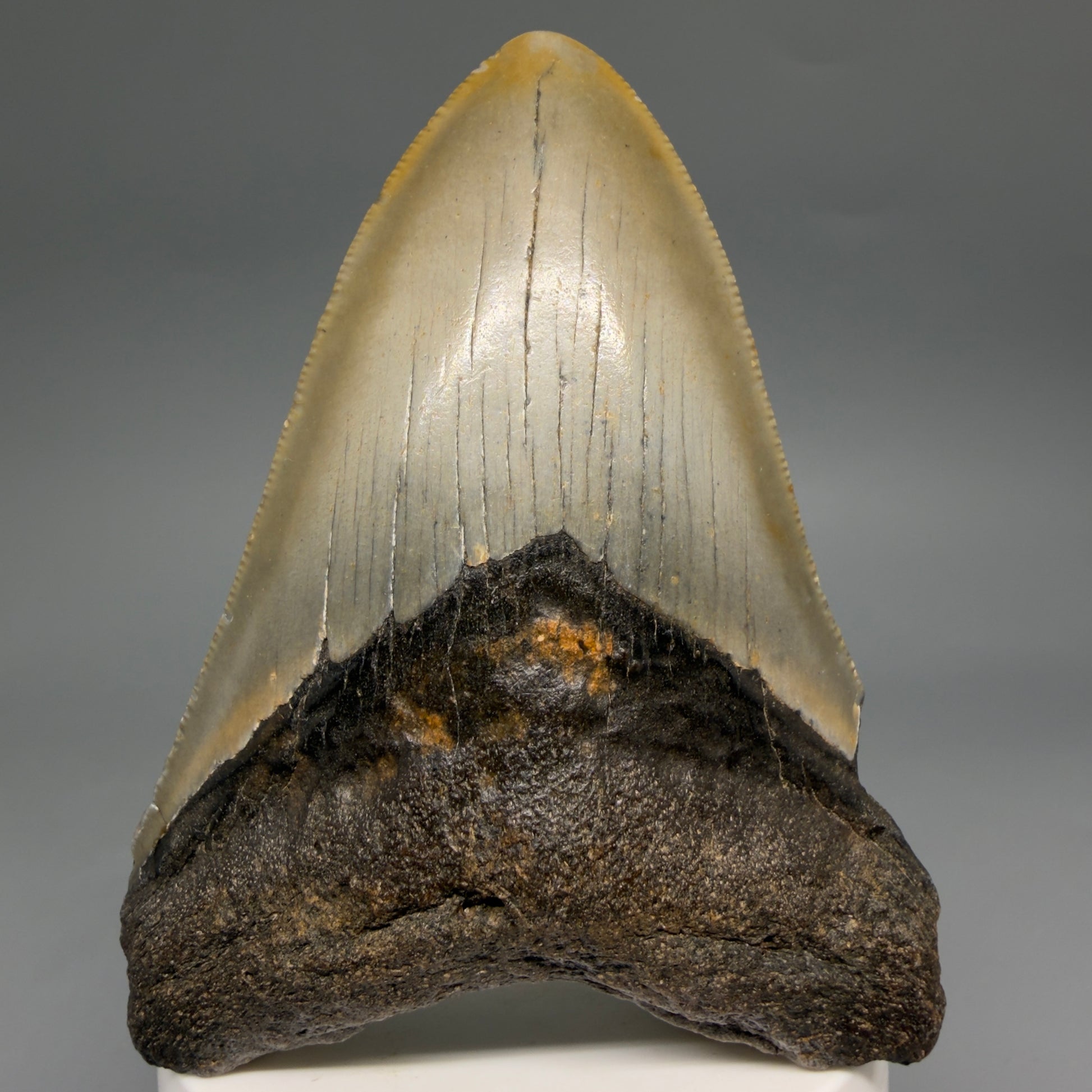 Front View Colorful 3.57" Fossil Megalodon Tooth from North Carolina - megalodonteeth.com CM6579