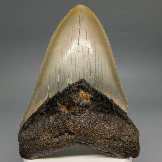Front View Colorful 3.57" Fossil Megalodon Tooth from North Carolina - megalodonteeth.com CM6579