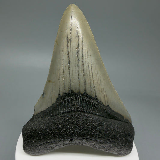 Front View Colorful 3.57" Fossil Megalodon Tooth from North Carolina CM6043