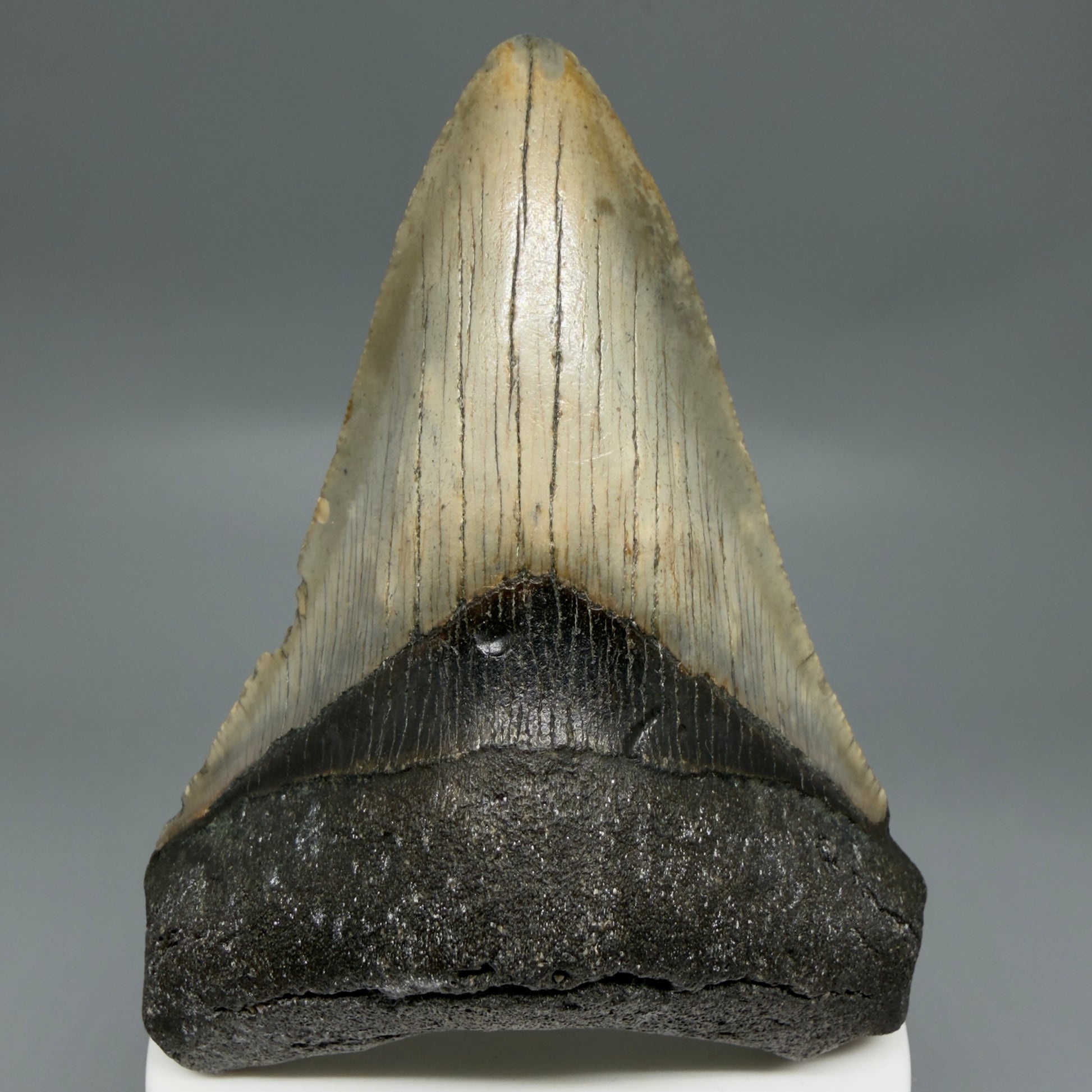 Front View Colorful 3.58" Fossil Megalodon Tooth from North Carolina - megalodonteeth.com CM6303