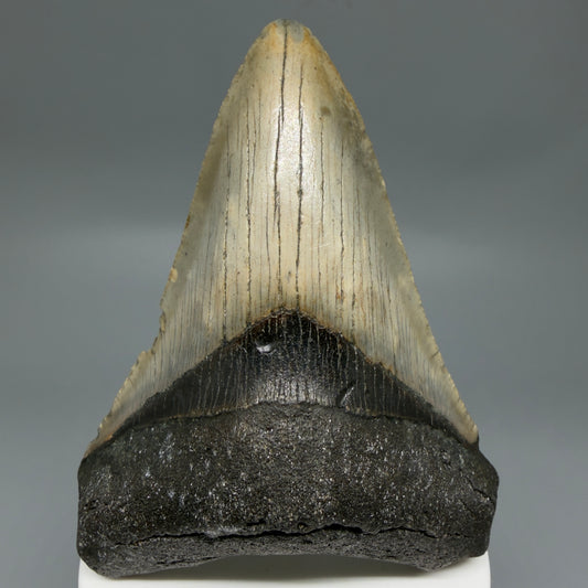 Front View Colorful 3.58" Fossil Megalodon Tooth from North Carolina - megalodonteeth.com CM6303
