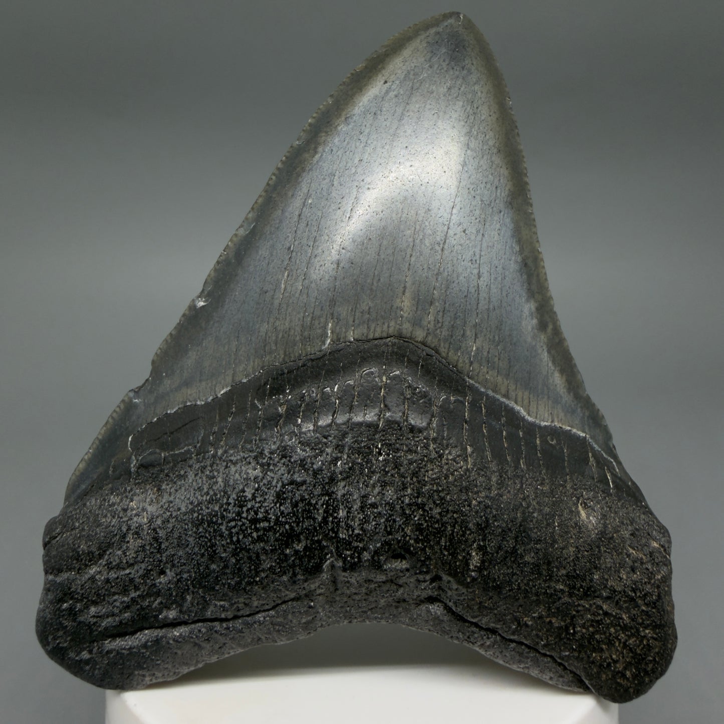 Front View Colorful 3.58" Fossil Megalodon Tooth from South Carolina CM6408