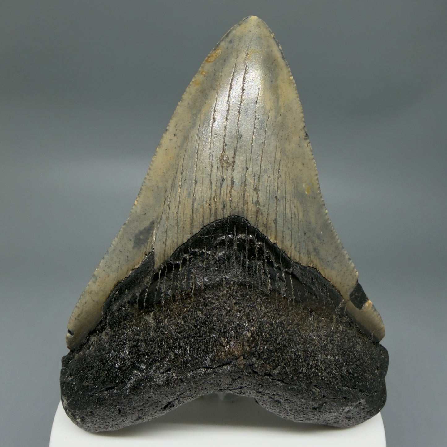 Front View Colorful 3.59" Fossil Megalodon Tooth from North Carolina - megalodonteeth.com CM6358
