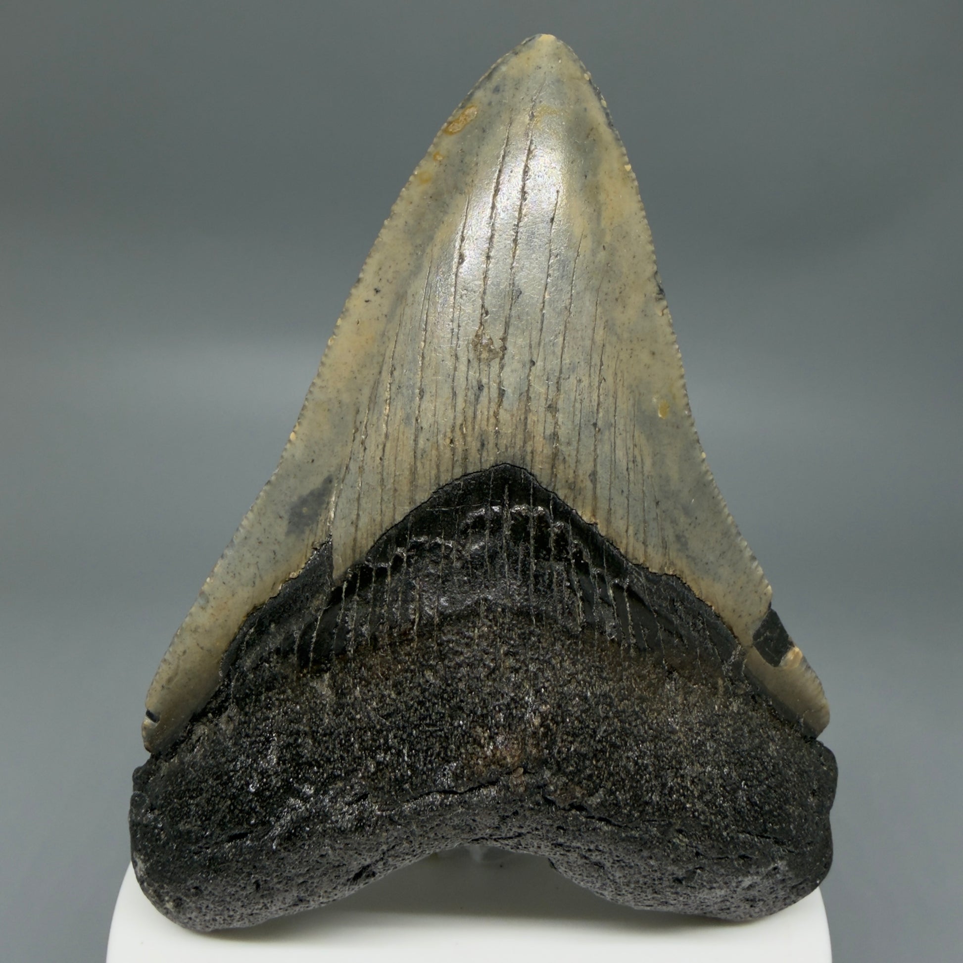 Front View Colorful 3.59" Fossil Megalodon Tooth from North Carolina - megalodonteeth.com CM6358