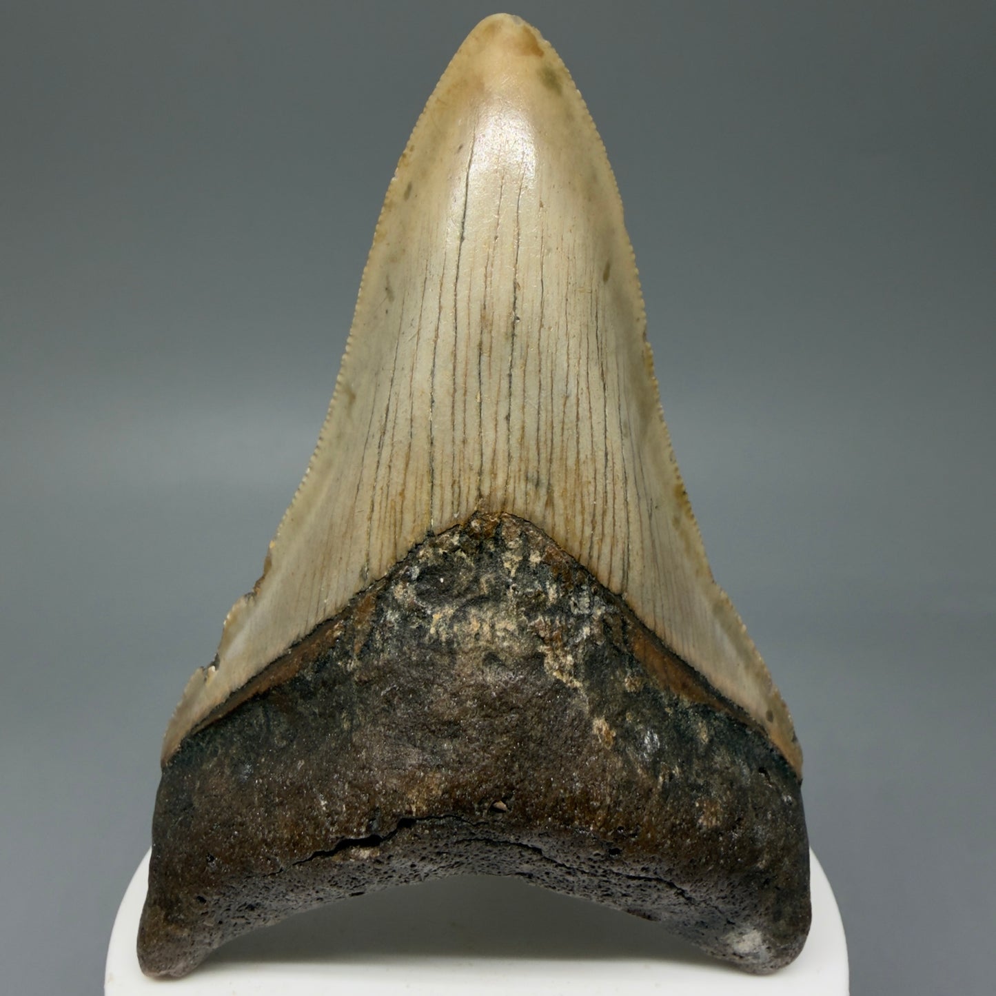 Front View Colorful 3.59" Fossil Megalodon Tooth from North Carolina CM6044