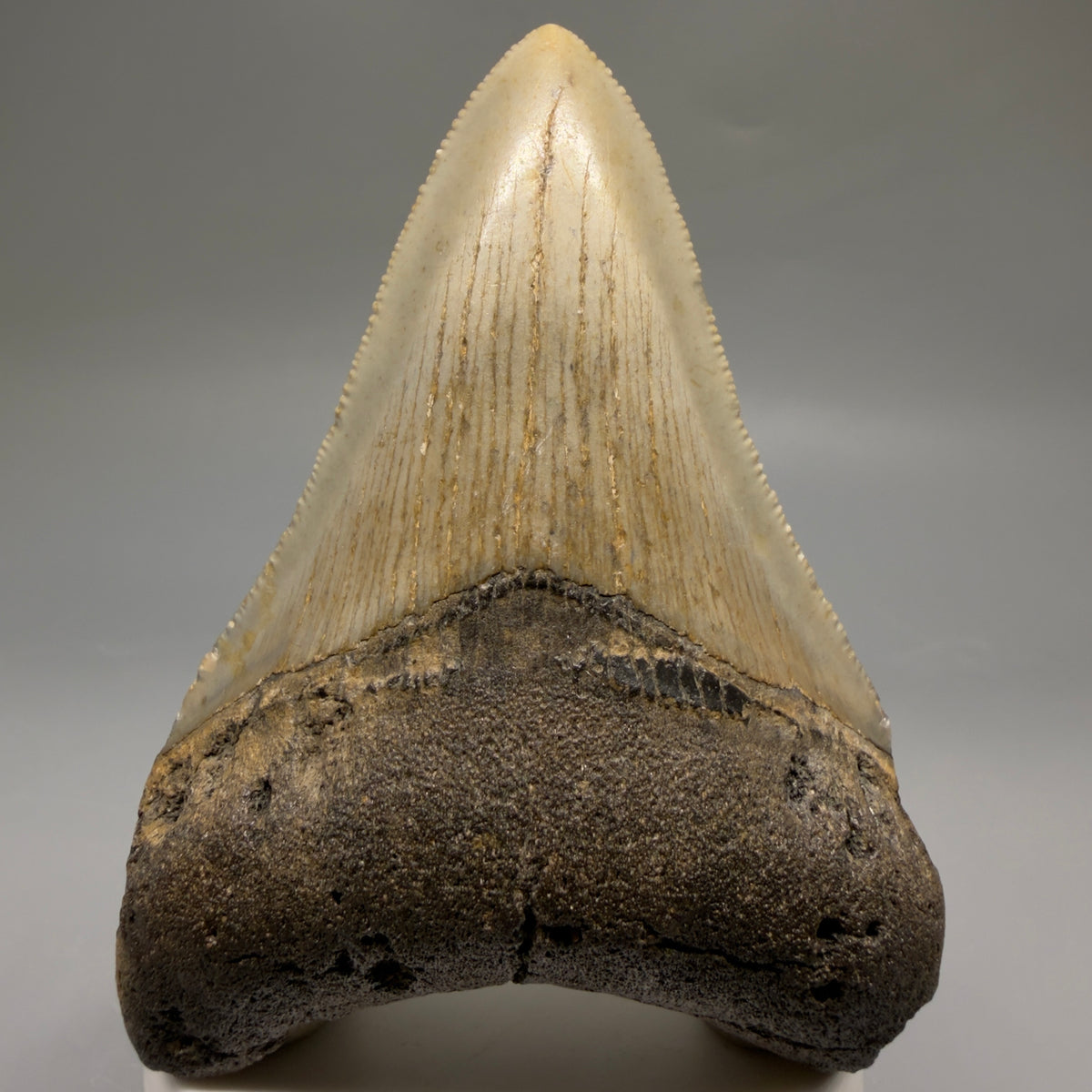 Front View Colorful 3.62" Fossil Megalodon Tooth from North Carolina - megalodonteeth.com CM6769