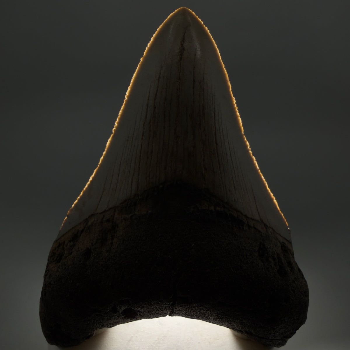 Front View Colorful 3.62" Fossil Megalodon Tooth from North Carolina - megalodonteeth.com CM6769 - 1