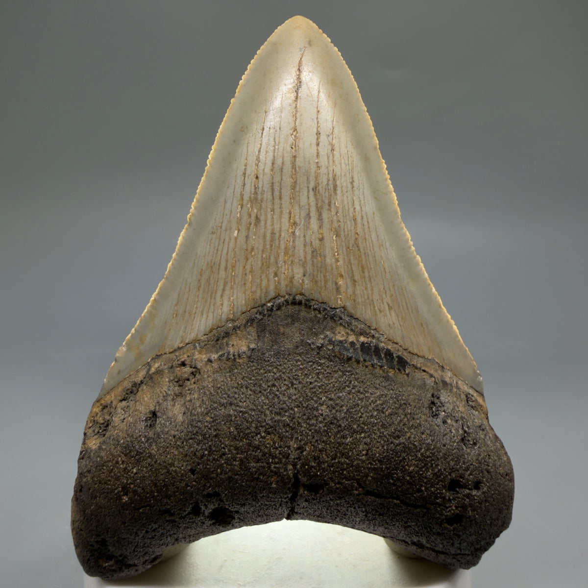 Front View Colorful 3.62" Fossil Megalodon Tooth from North Carolina - megalodonteeth.com CM6769 - 2