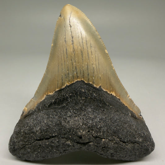 Front View Colorful 3.63" Fossil Megalodon Tooth from North Carolina - megalodonteeth.com CM5731