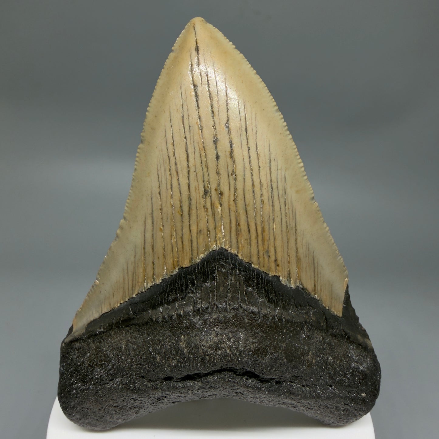 Front View Colorful 3.63" Fossil Megalodon Tooth from North Carolina - megalodonteeth.com CM6360