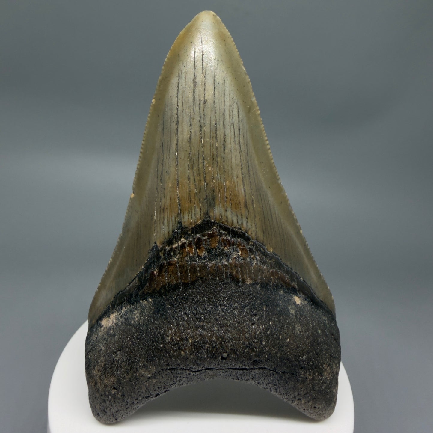 Front View Colorful 3.63" Fossil Megalodon Tooth from North Carolina - megalodonteeth.com CM6363
