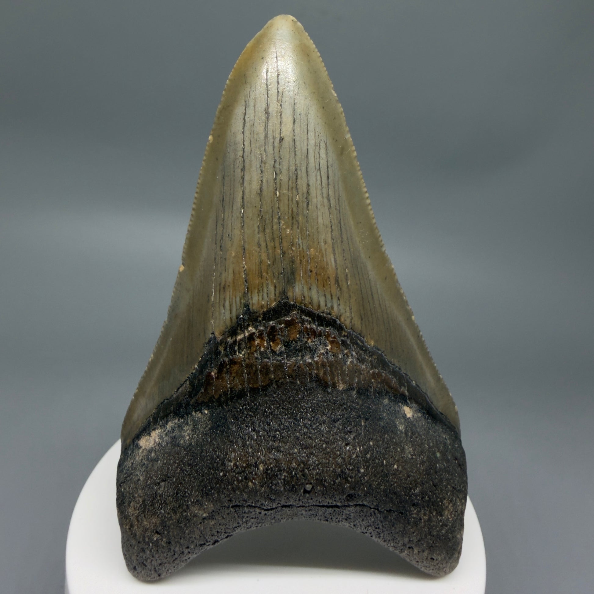 Front View Colorful 3.63" Fossil Megalodon Tooth from North Carolina - megalodonteeth.com CM6363