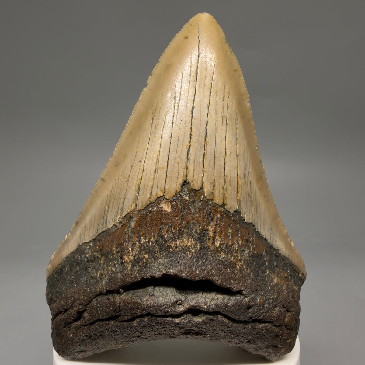 Front View Colorful 3.63" Fossil Megalodon Tooth from North Carolina - megalodonteeth.com CM6644