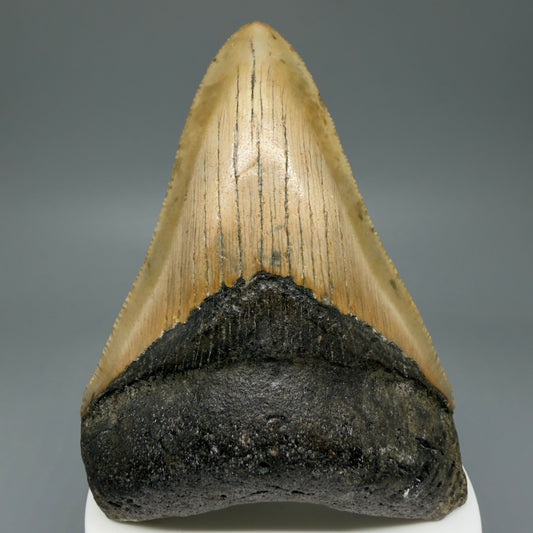Front View Colorful 3.64" Fossil Megalodon Tooth from North Carolina - megalodonteeth.com CM5986