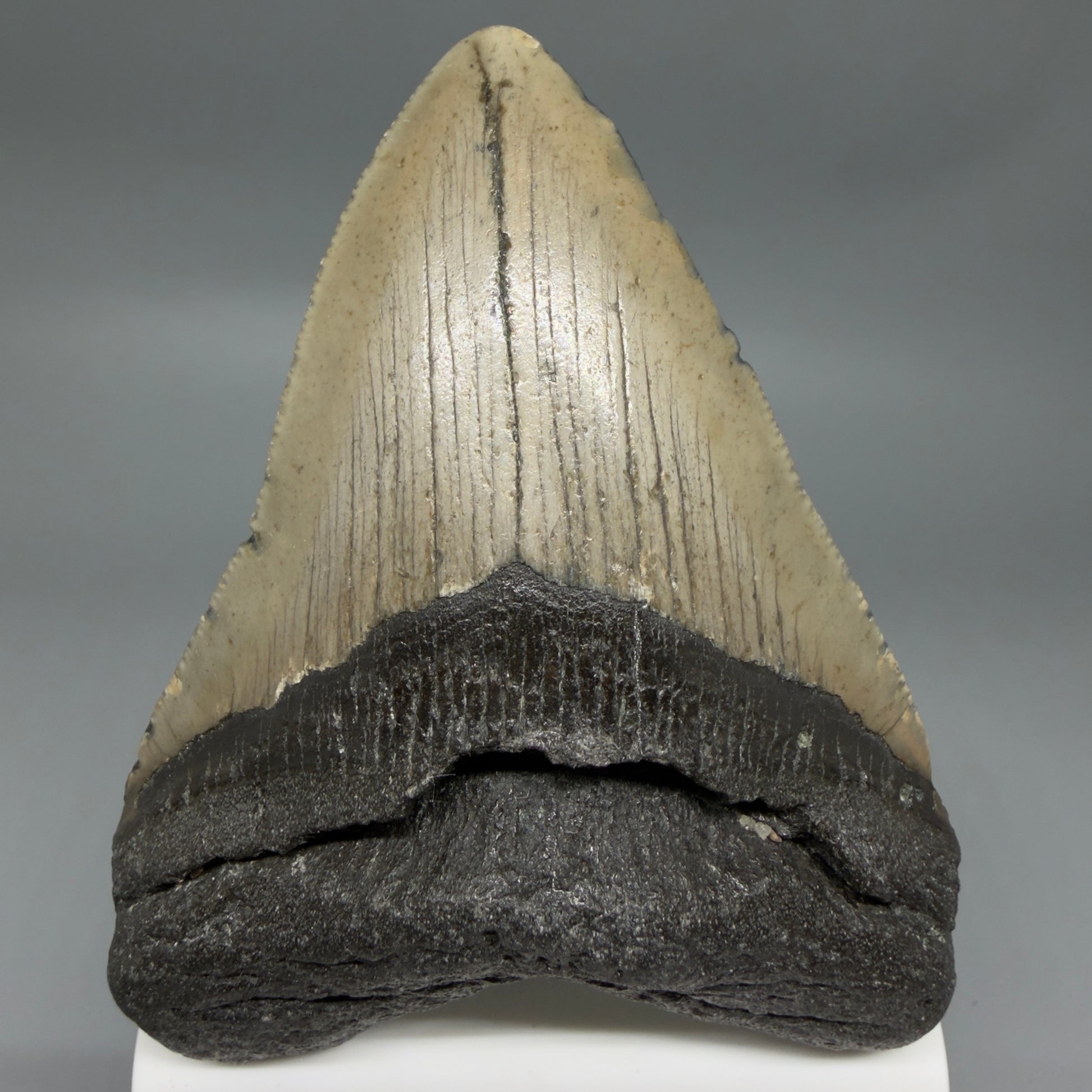 Front View Colorful 3.65" Fossil Megalodon Tooth from North Carolina - megalodonteeth.com CM6361