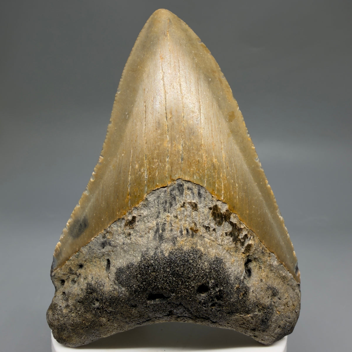 Front View Colorful 3.66" Fossil Megalodon Tooth from North Carolina - megalodonteeth.com CM6770