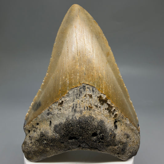 Front View Colorful 3.66" Fossil Megalodon Tooth from North Carolina - megalodonteeth.com CM6770