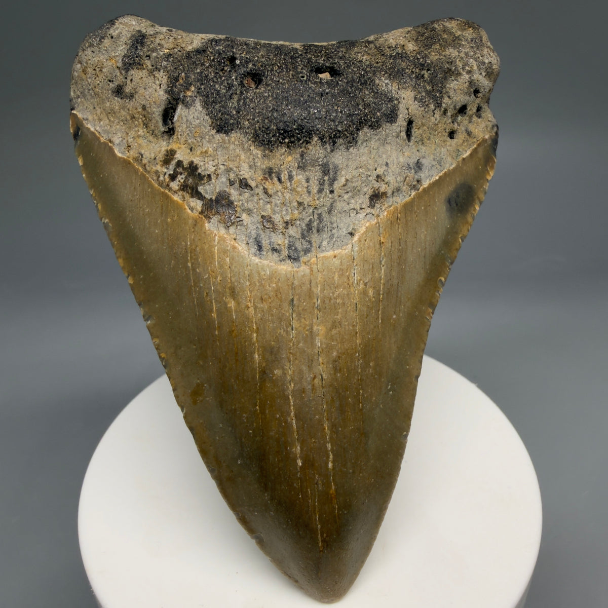 Front View Colorful 3.66" Fossil Megalodon Tooth from North Carolina - megalodonteeth.com CM6770 - 1