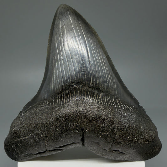 Front View Colorful 3.66" Megalodon Tooth – Colorful Fossil Megalodon Tooth from South Carolina for Sale CM5947