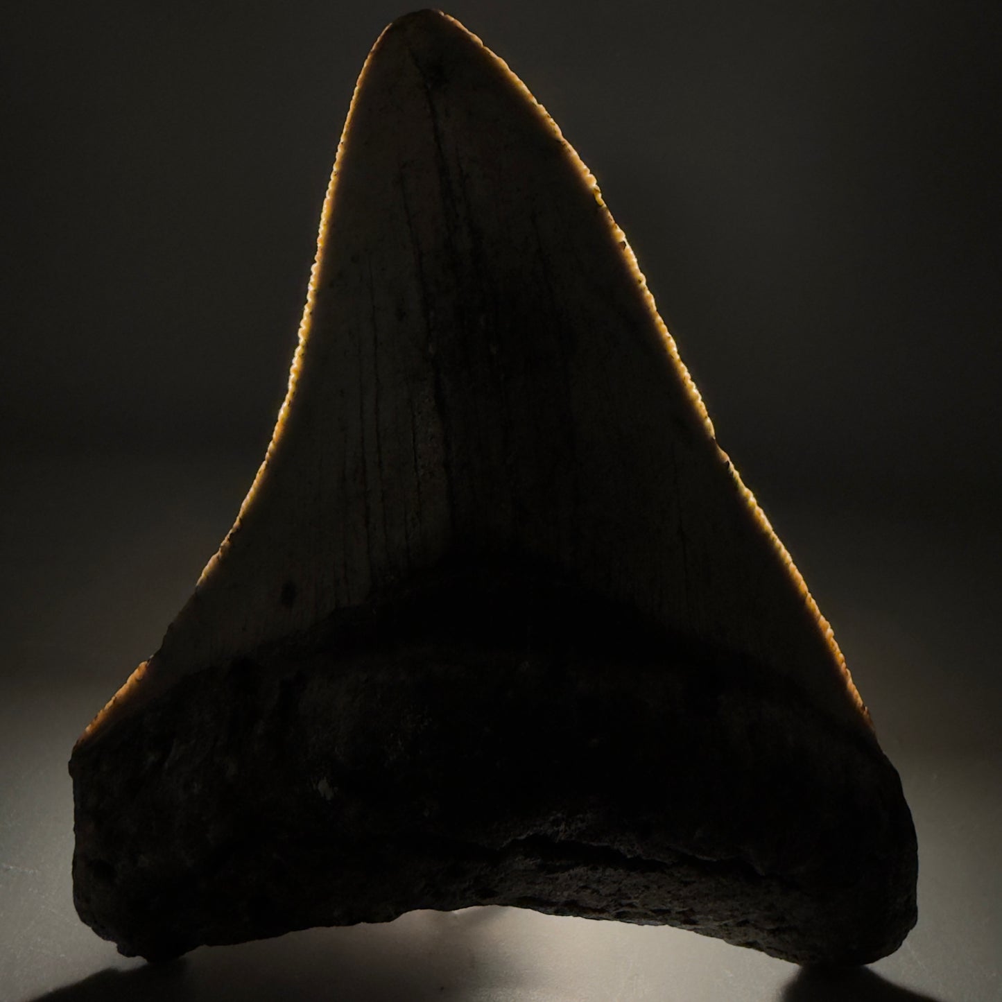 Front View Colorful 3.68" Fossil Megalodon Tooth from North Carolina - megalodonteeth.com CM6503 - 1