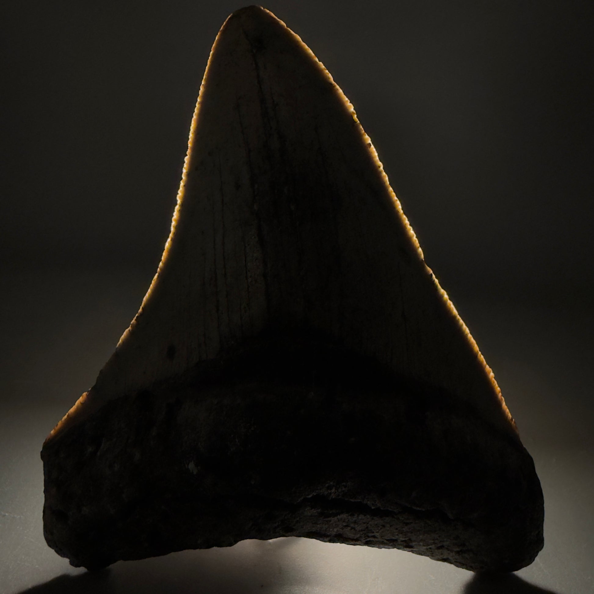 Front View Colorful 3.68" Fossil Megalodon Tooth from North Carolina - megalodonteeth.com CM6503 - 1