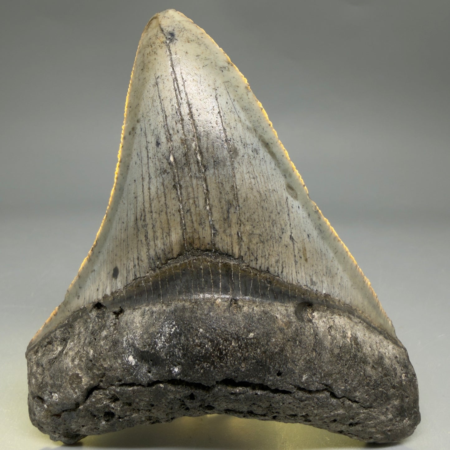 Front View Colorful 3.68" Fossil Megalodon Tooth from North Carolina - megalodonteeth.com CM6503 - 2