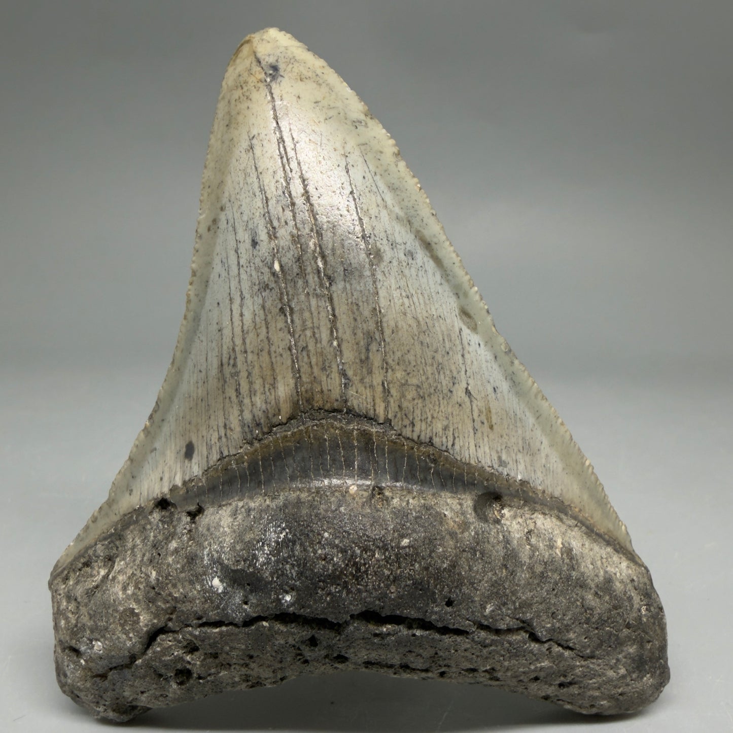 Front View Colorful 3.68" Fossil Megalodon Tooth from North Carolina - megalodonteeth.com CM6503
