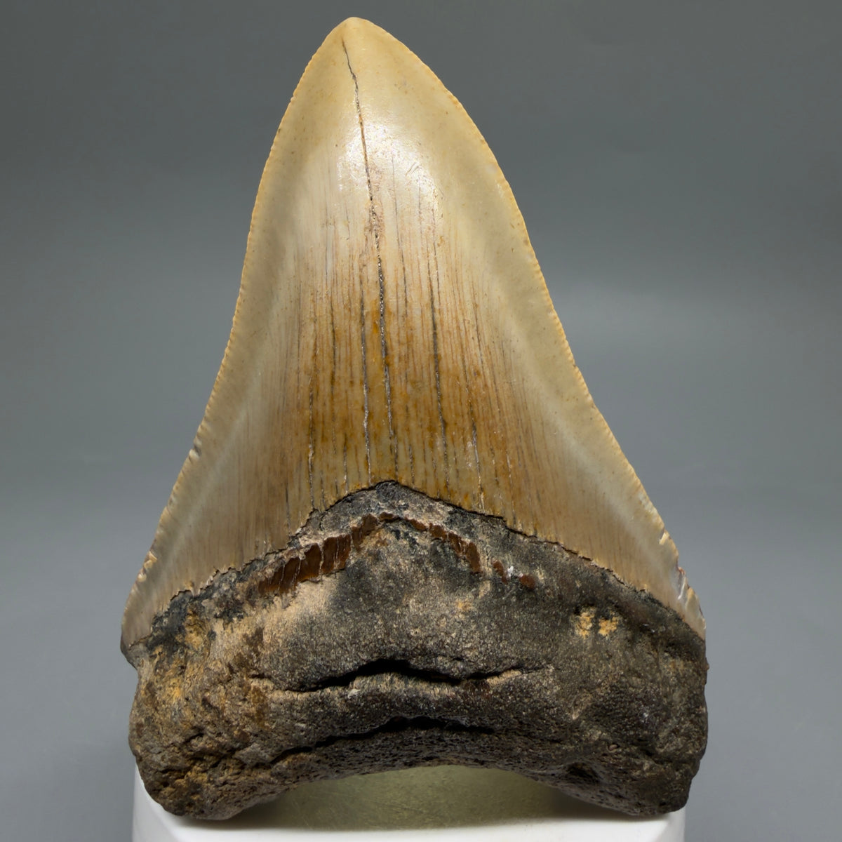 Front View Colorful 3.68" Fossil Megalodon Tooth from North Carolina - megalodonteeth.com CM6639
